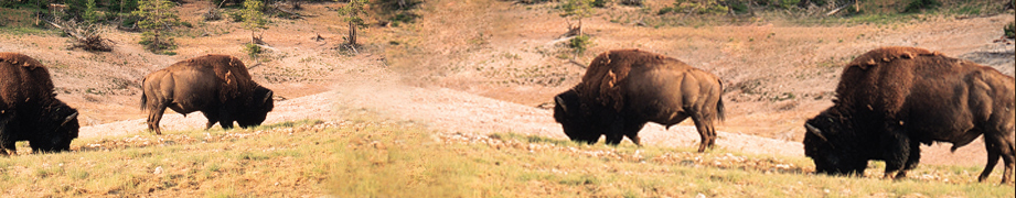 Bison Health Facts